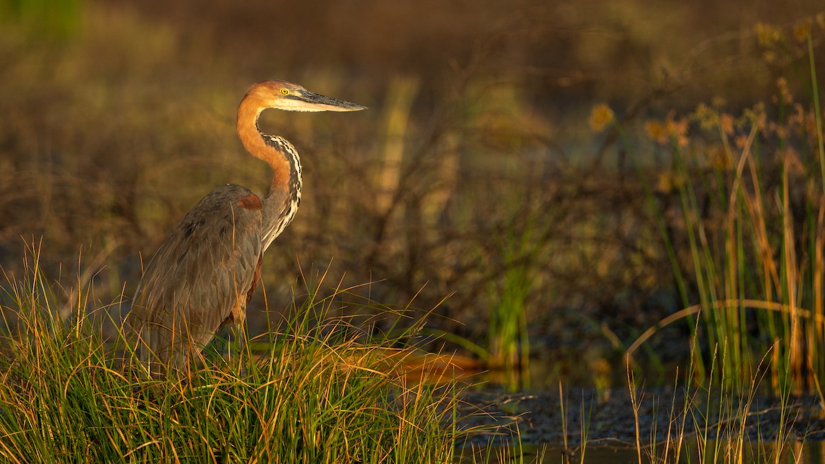 オニアオサギ - ML646232366