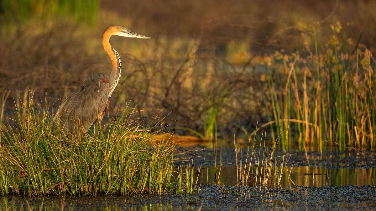 オニアオサギ - ML646232367