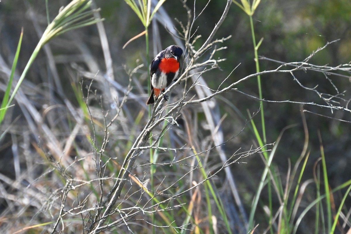 ヤドリギハナドリ - ML646232368