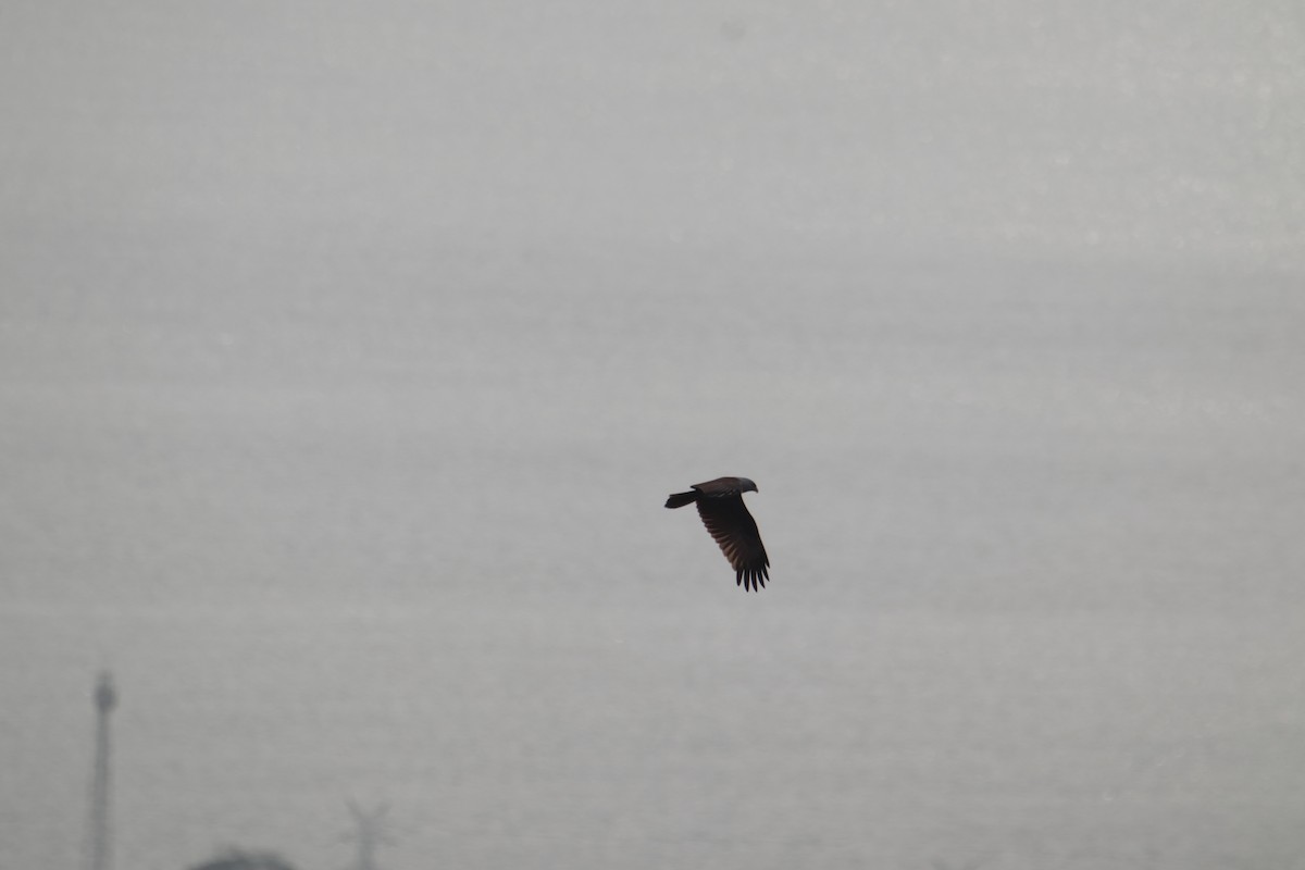 Brahminy Kite - ML646232369