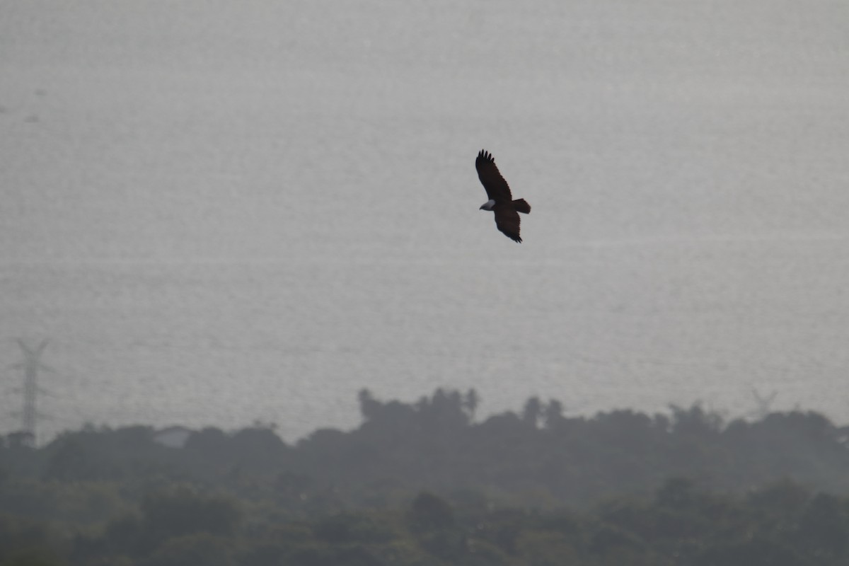 Brahminy Kite - ML646232370
