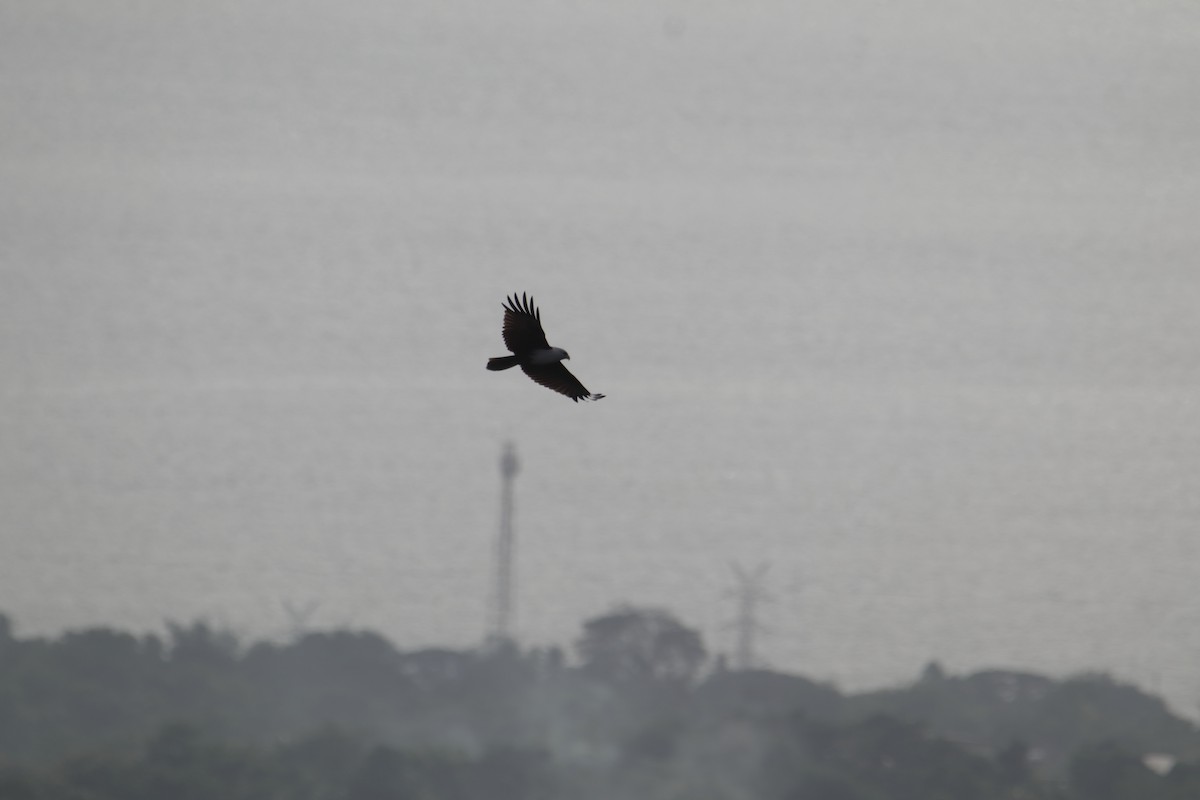 Brahminy Kite - ML646232371