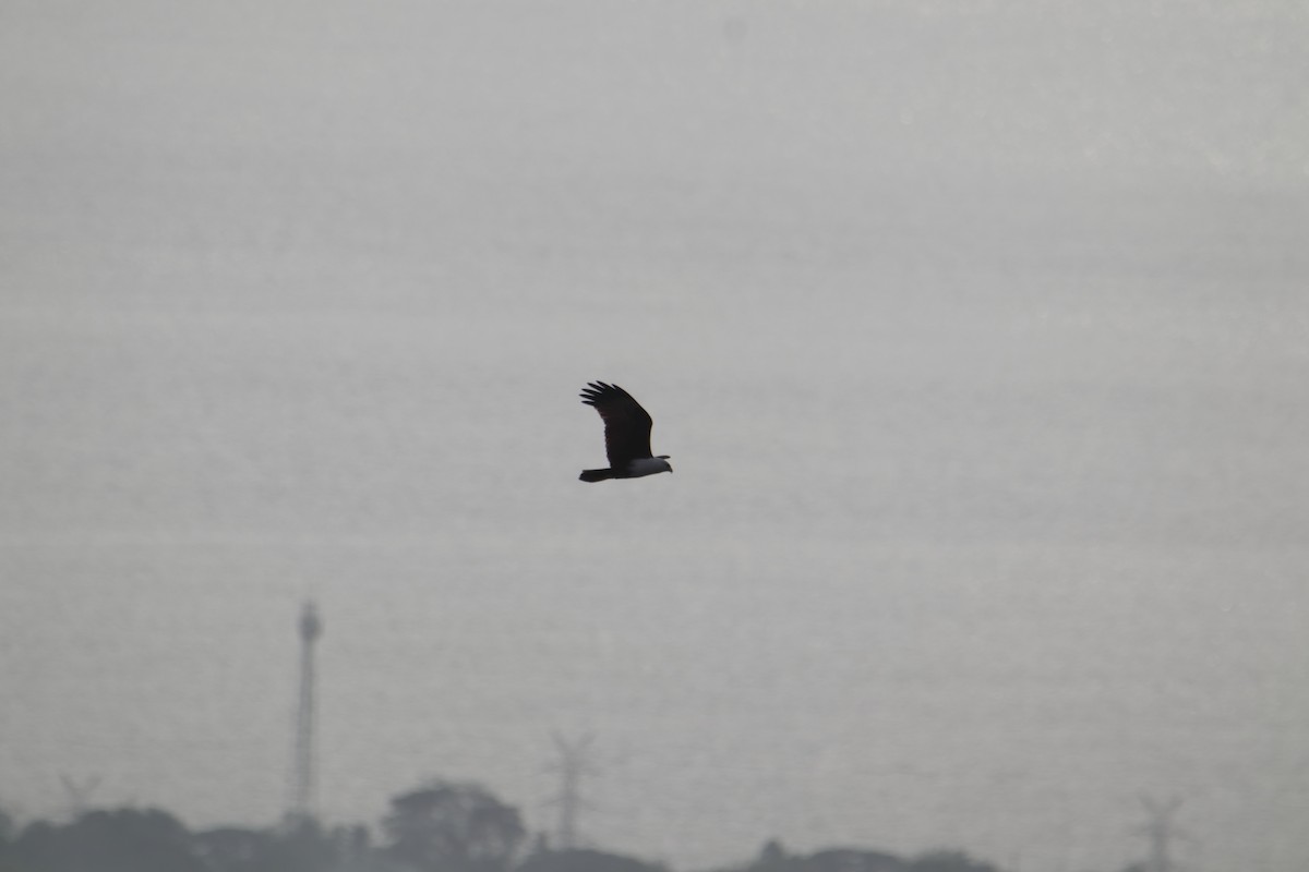 Brahminy Kite - ML646232372