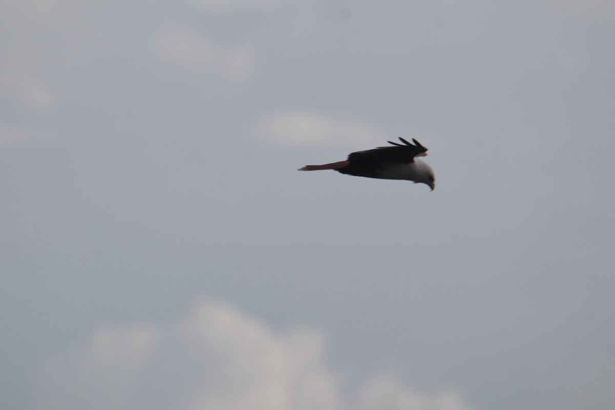 Brahminy Kite - ML646232373