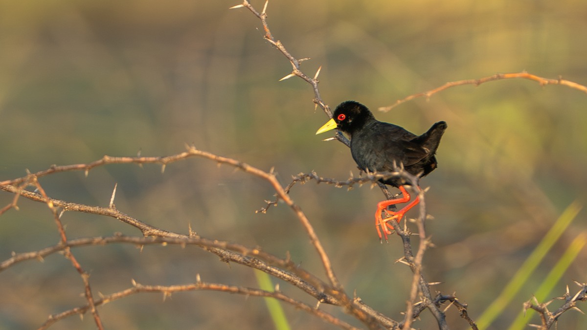 アフリカクロクイナ - ML646232374