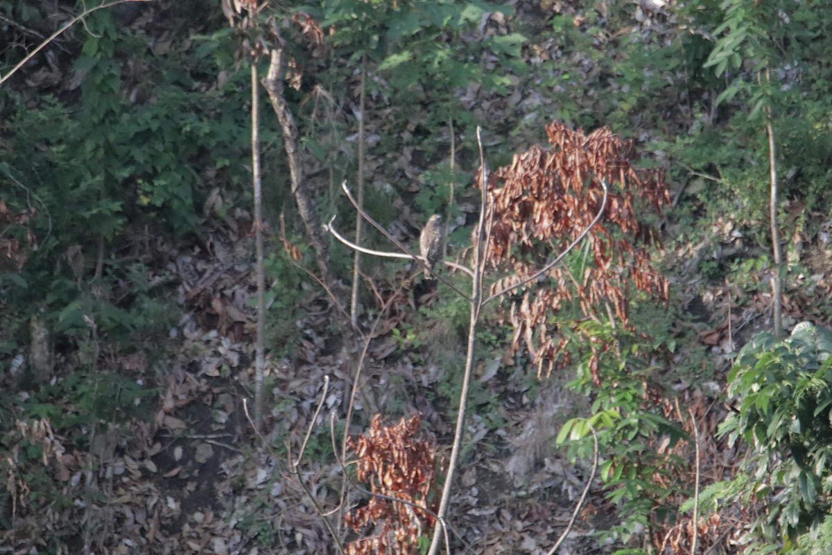 Gray-faced Buzzard - ML646232376