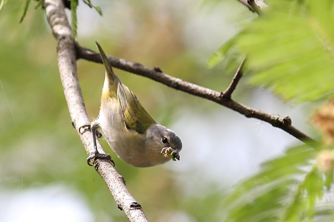 シリアカマルハシミツドリ - ML646232378