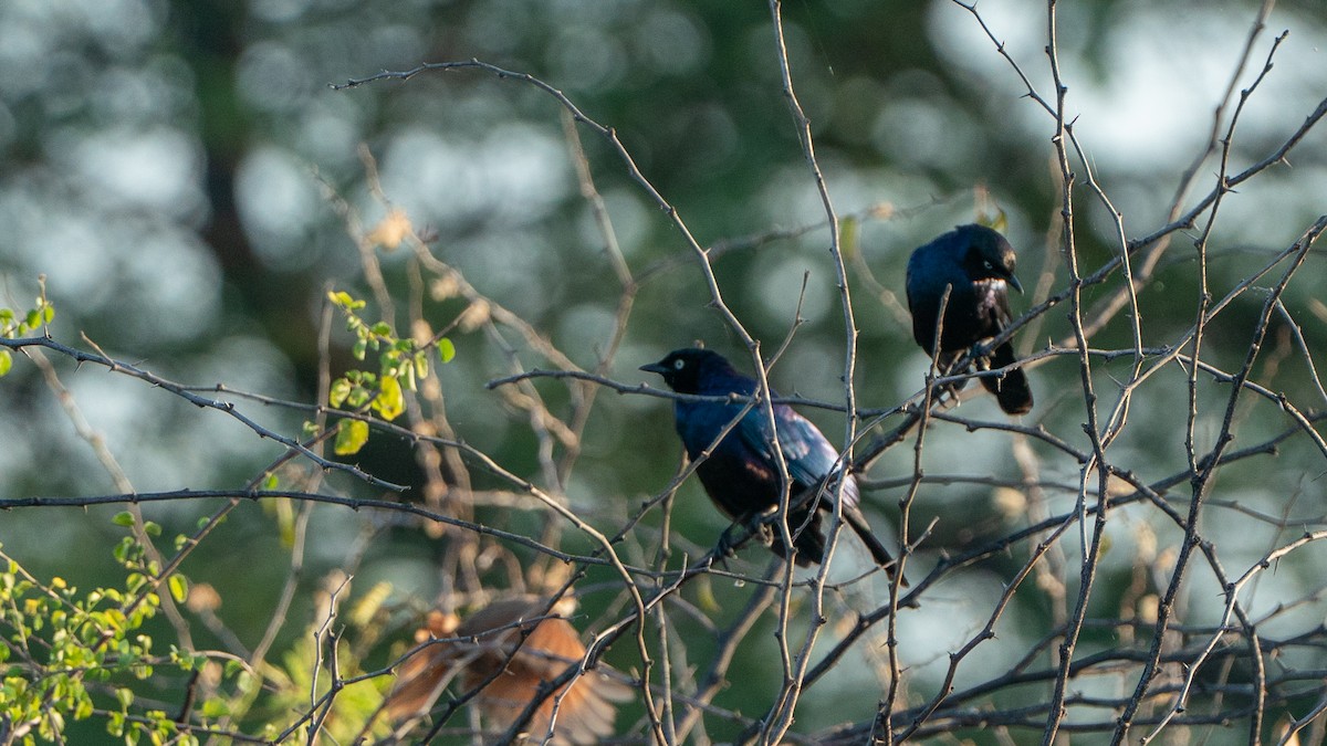 コオナガテリムク - ML646232379