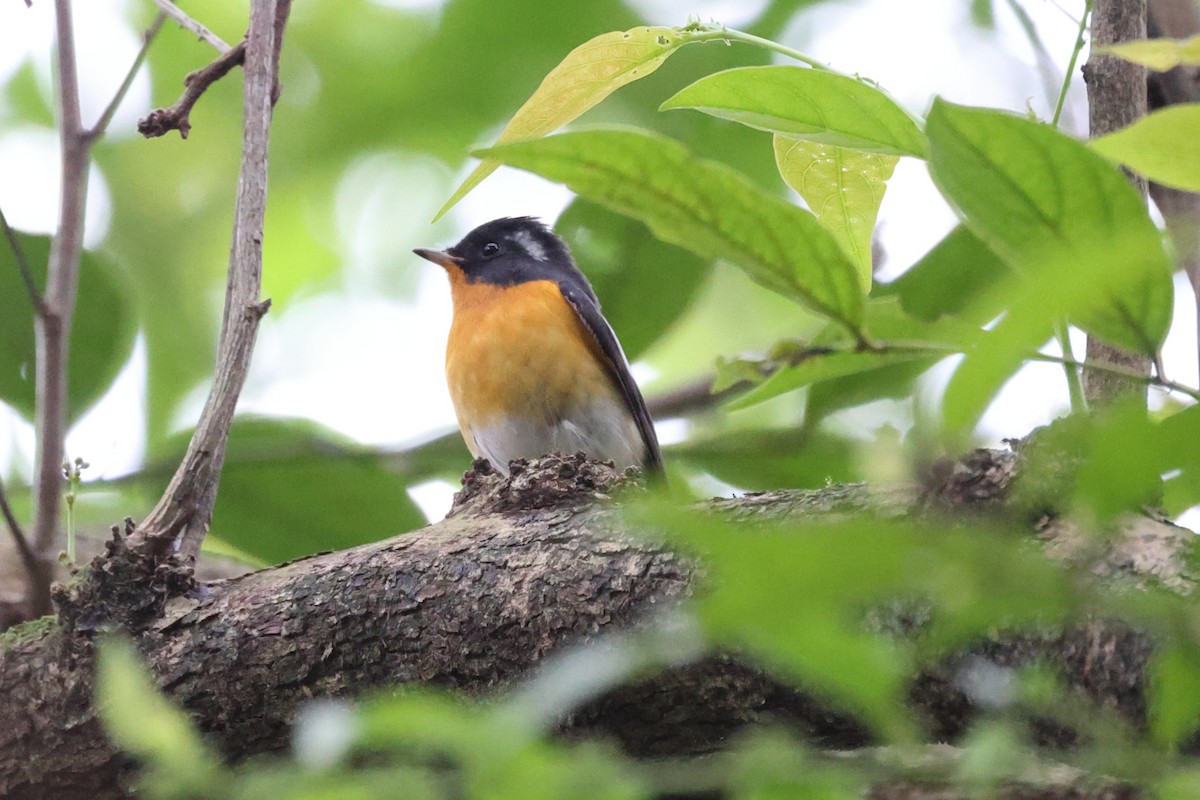 ムギマキ - ML646232380