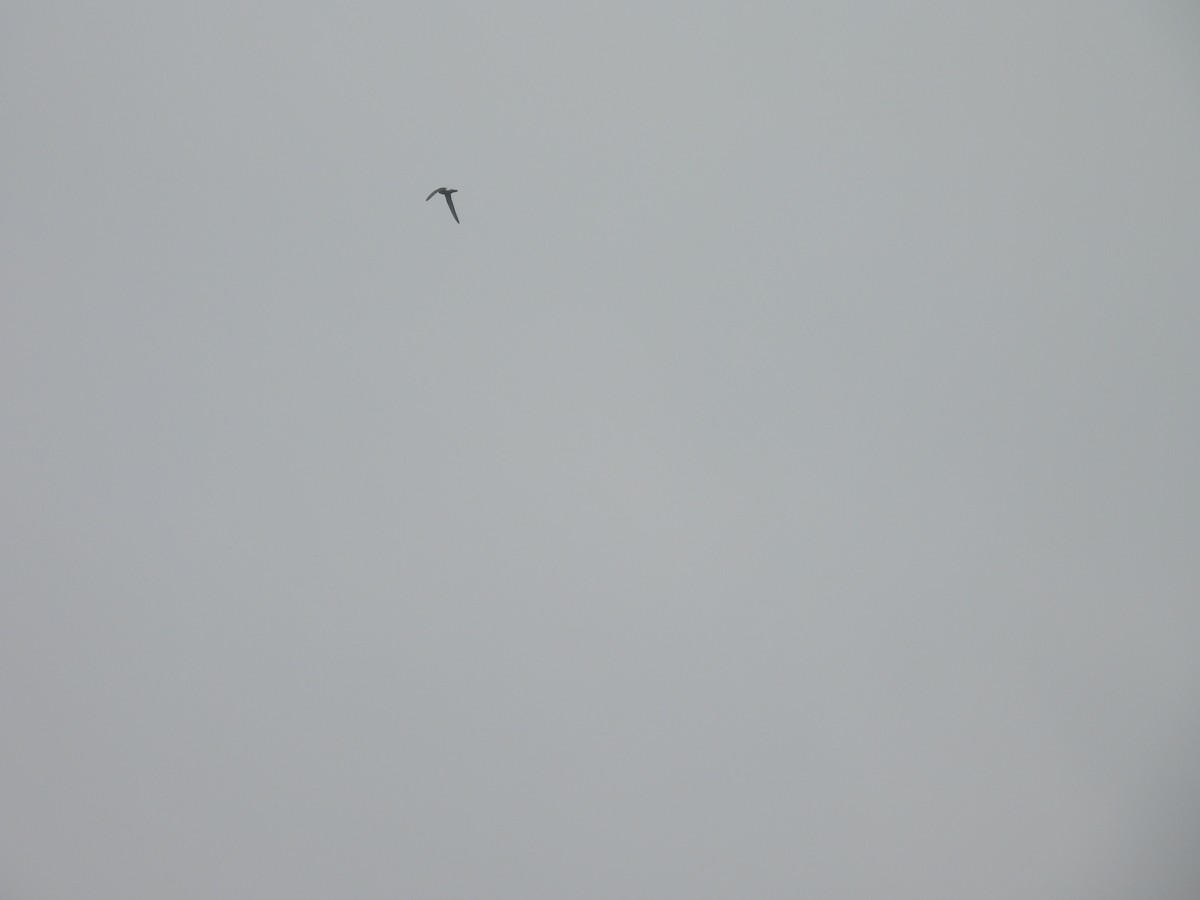 ニシヒメアマツバメ - ML646232381