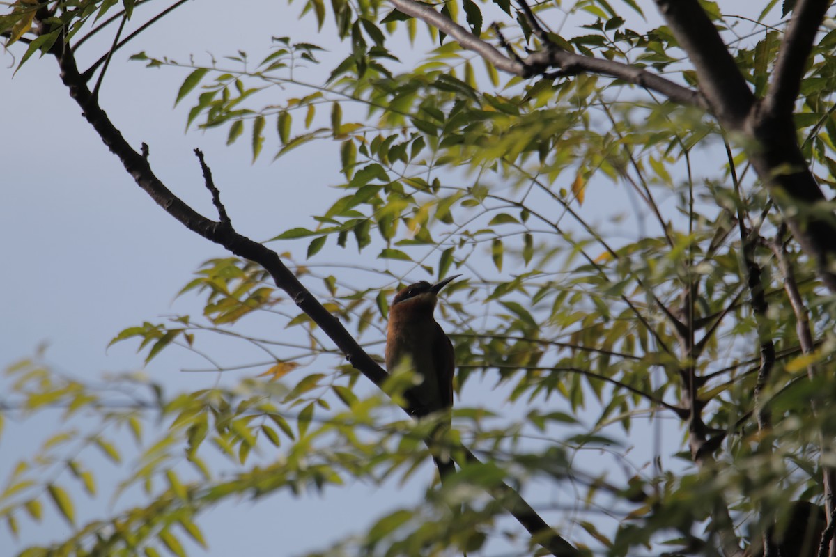 Blue-tailed Bee-eater - ML646232382