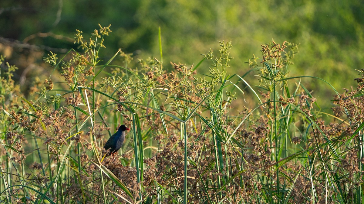 アフリカムラサキバン - ML646232383