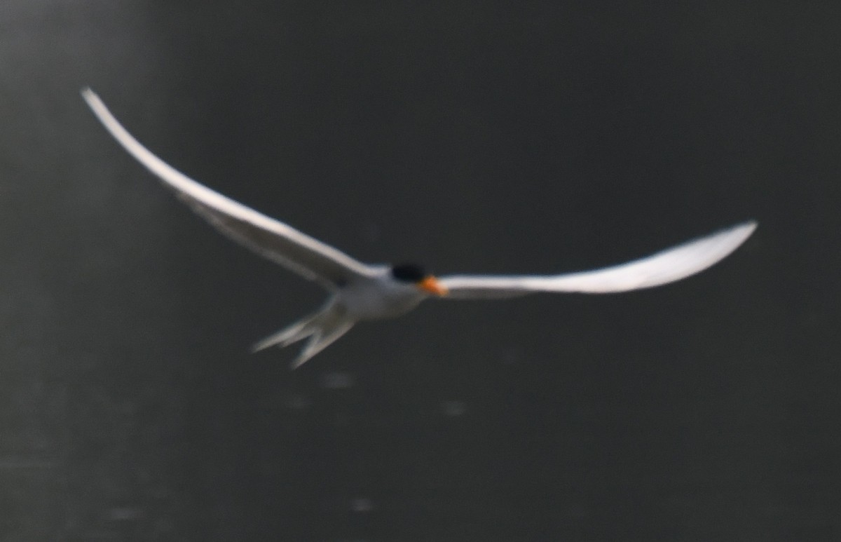 カワアジサシ - ML646232387