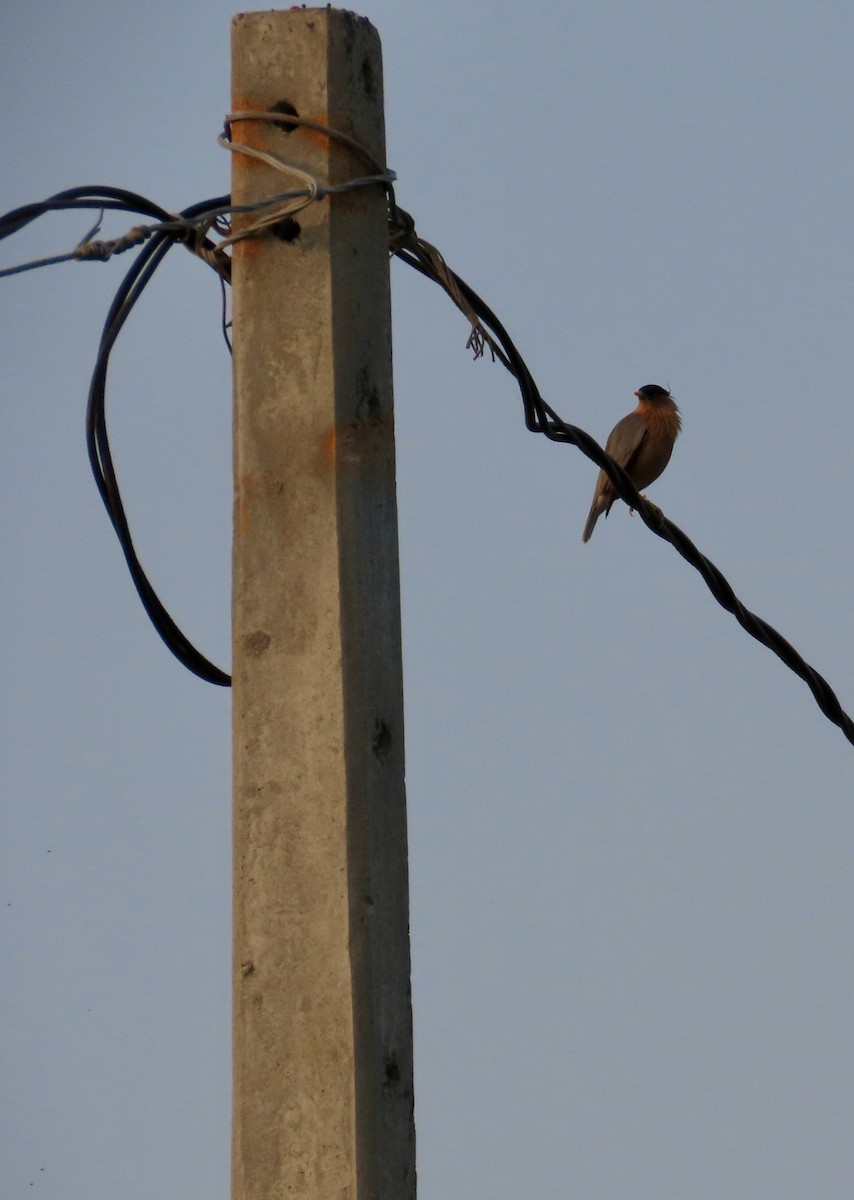 ズグロムクドリ - ML646232389