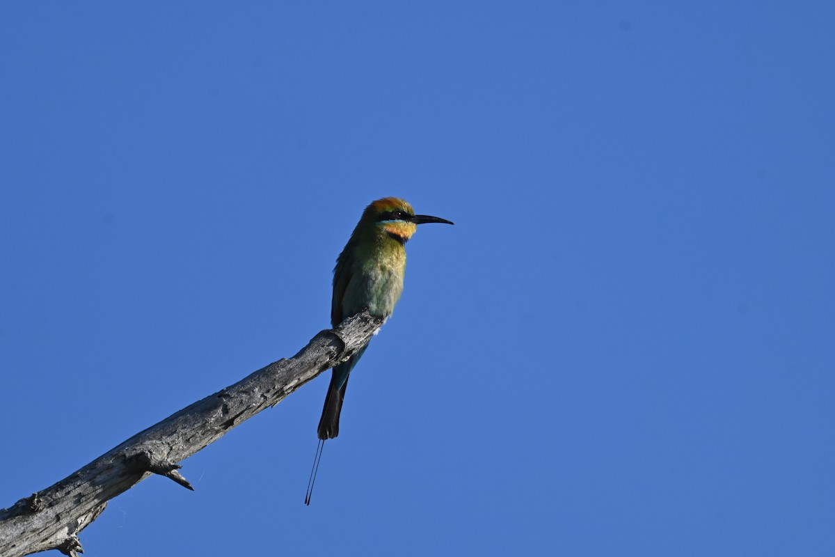 Rainbow Bee-eater - ML646232390