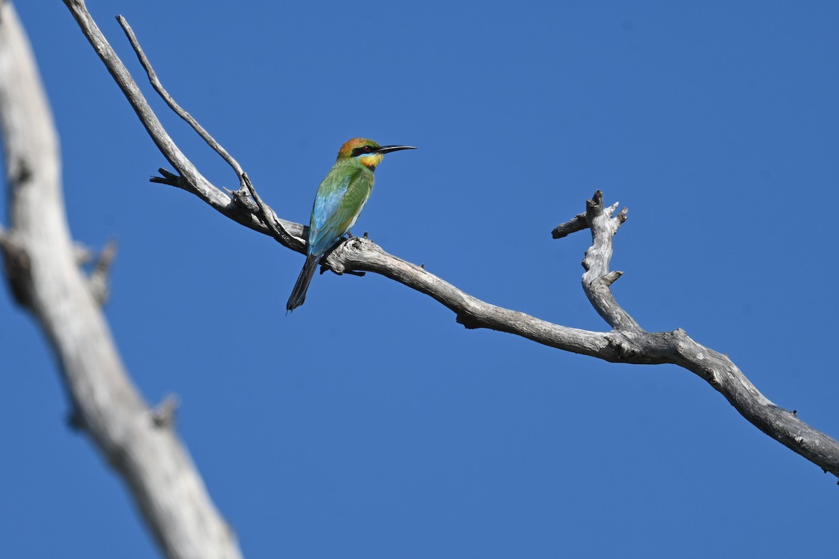 Rainbow Bee-eater - ML646232391