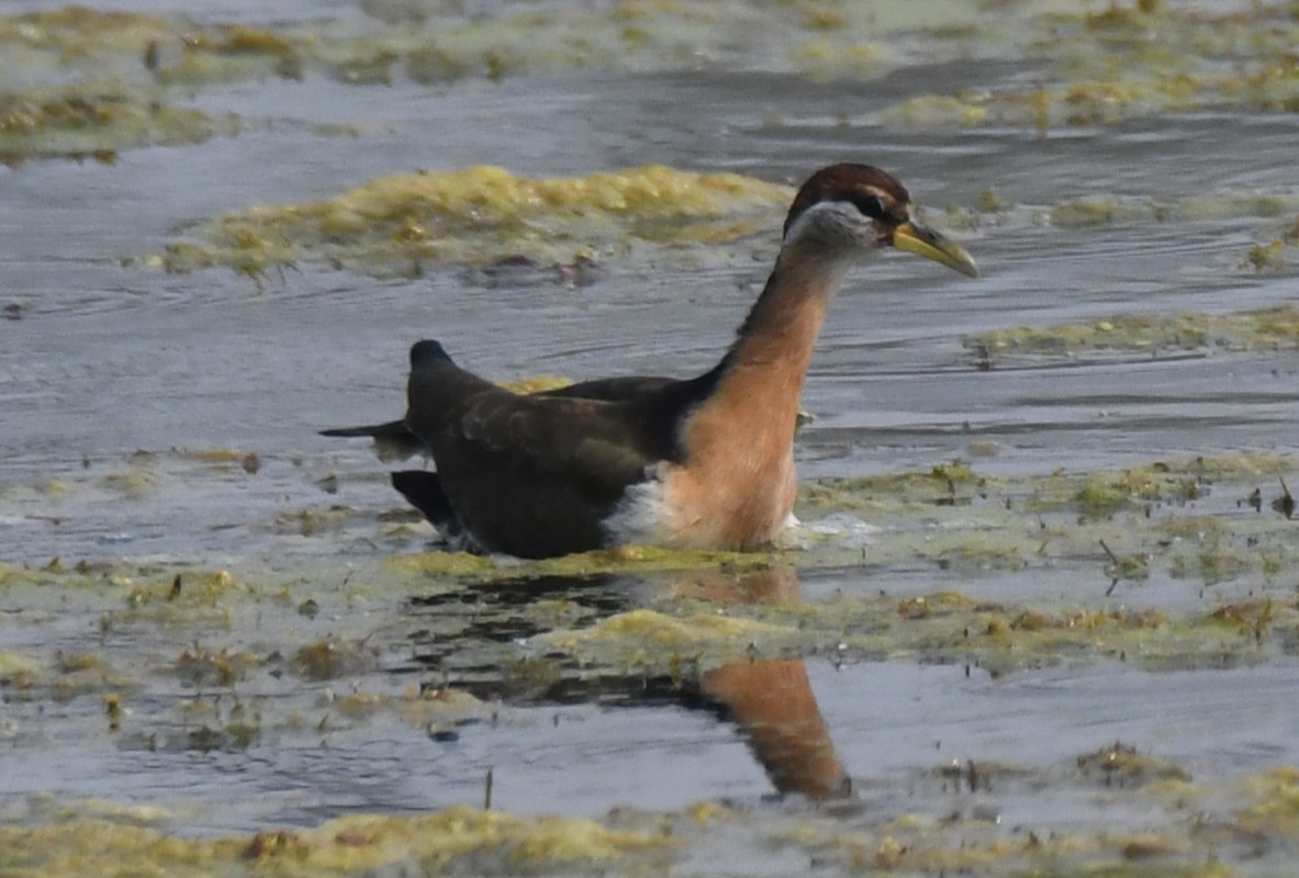 fasanbladhøne - ML646232419