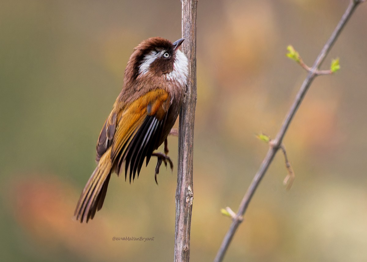 White-browed Fulvetta - ML646232421