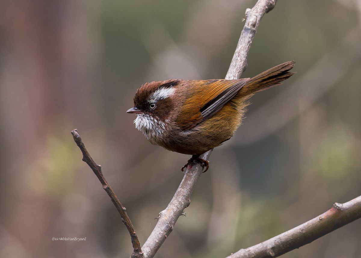 White-browed Fulvetta - ML646232422