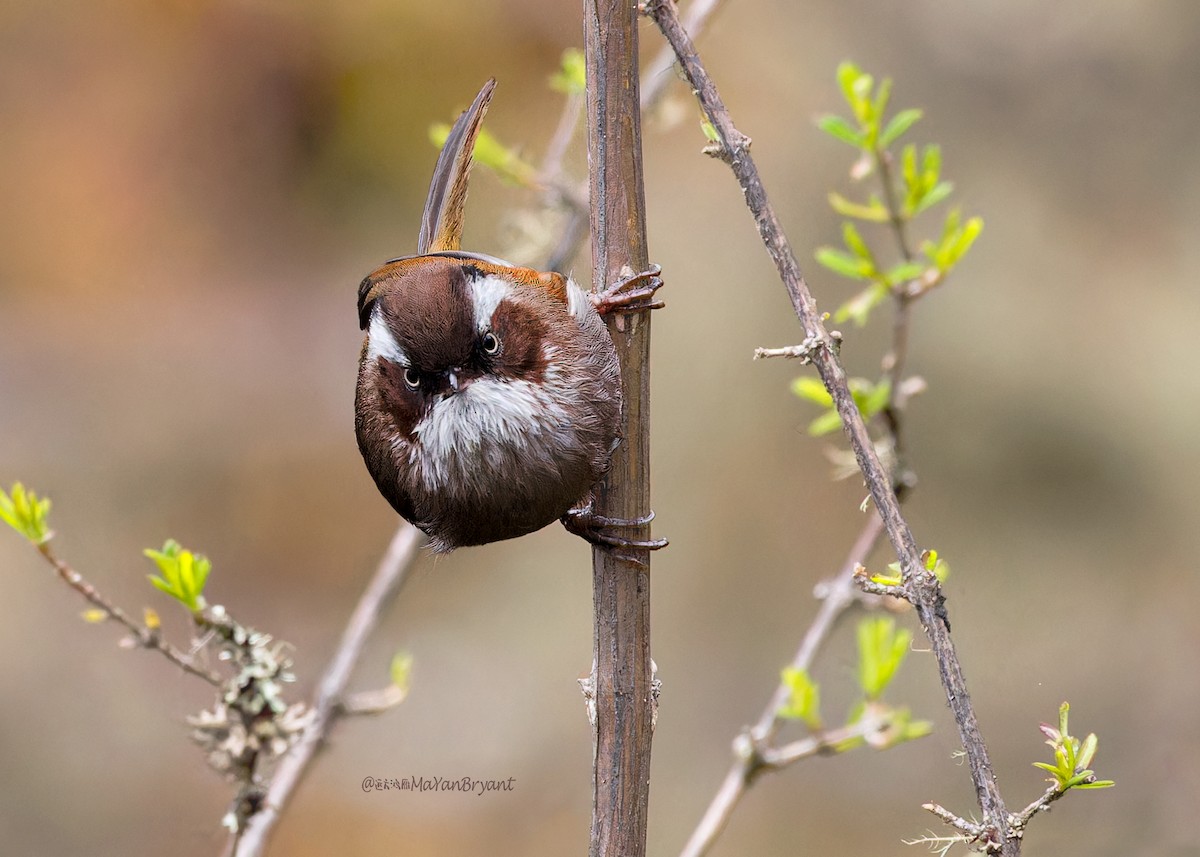 White-browed Fulvetta - ML646232423