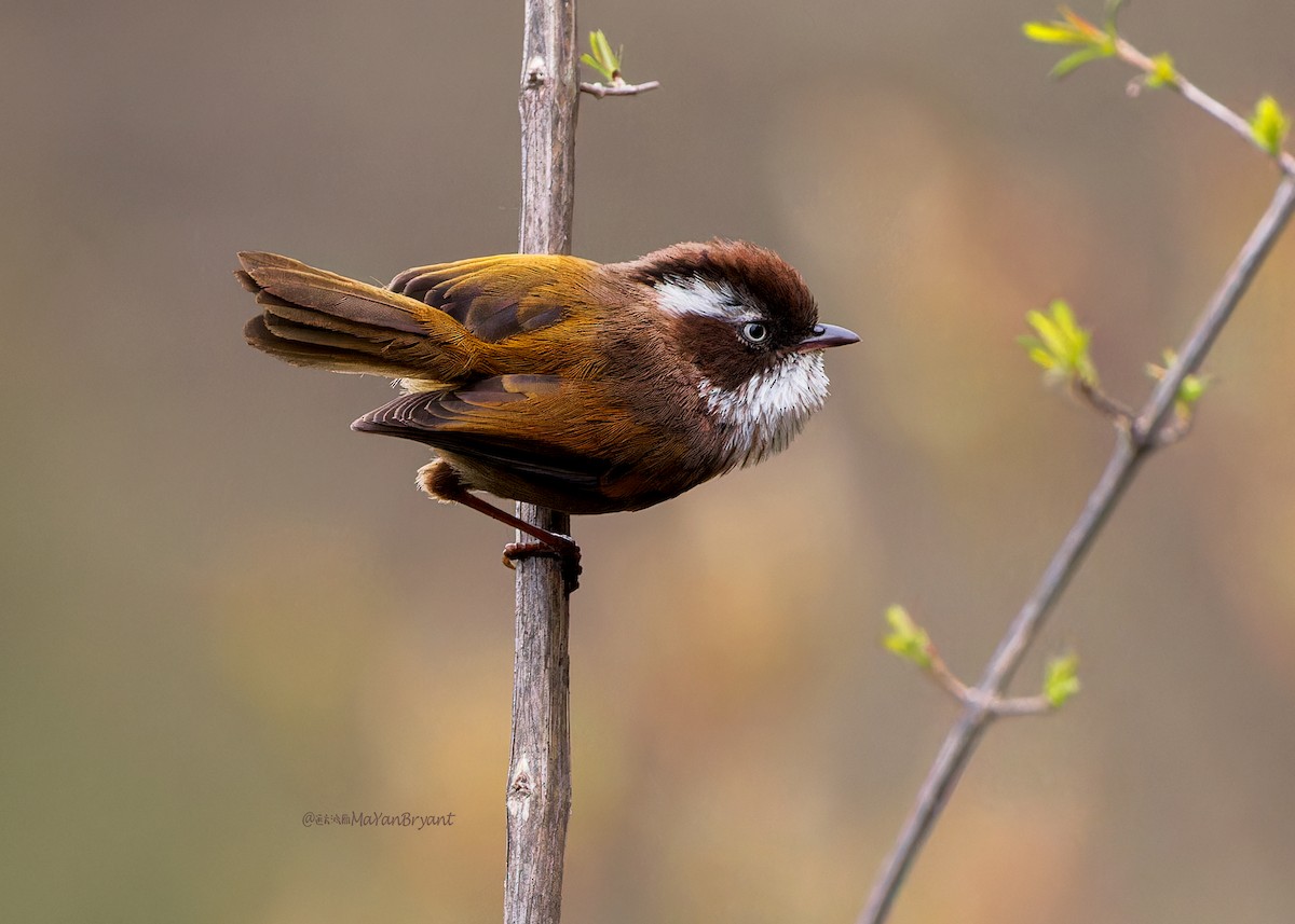 White-browed Fulvetta - ML646232424