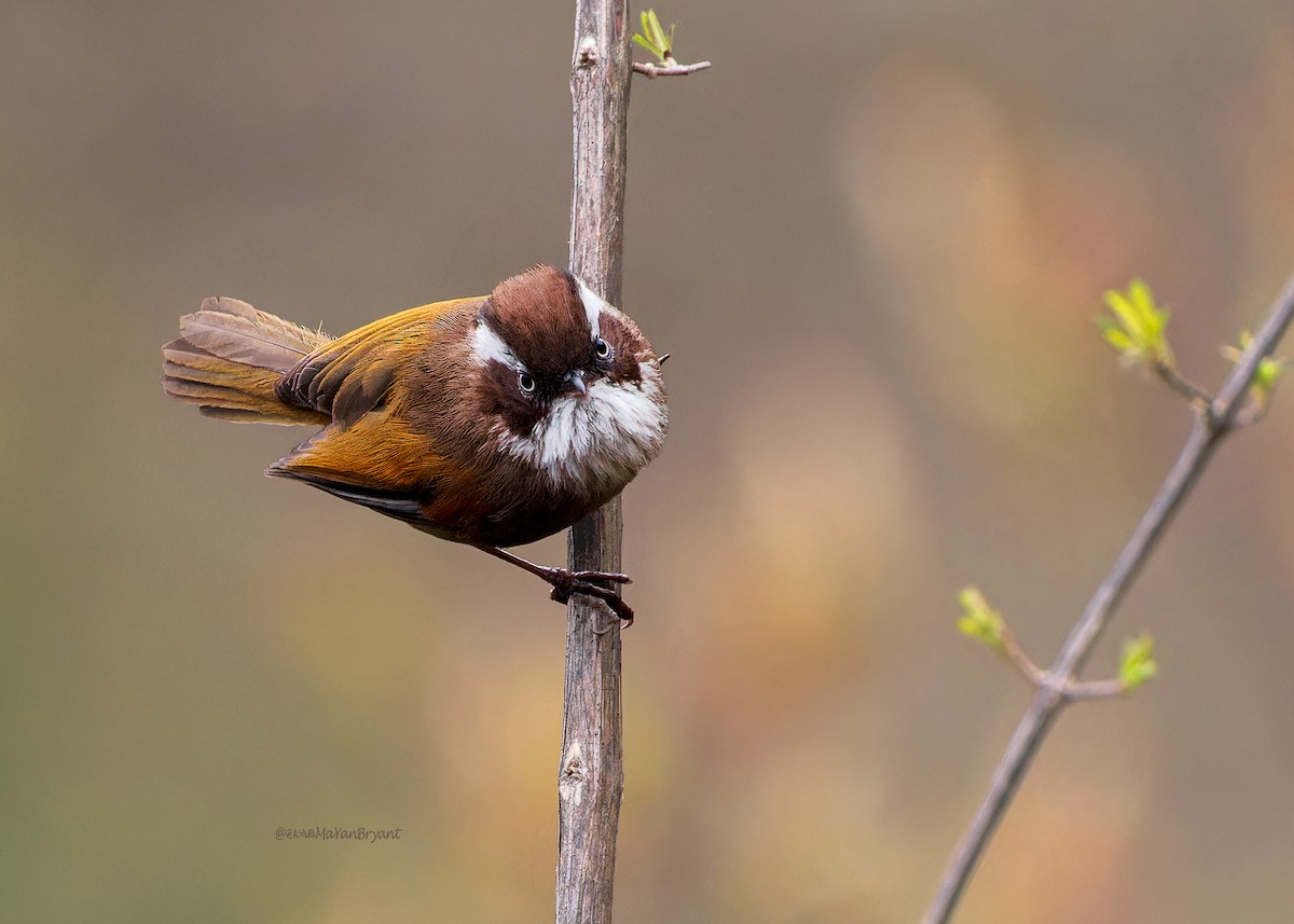 White-browed Fulvetta - ML646232425