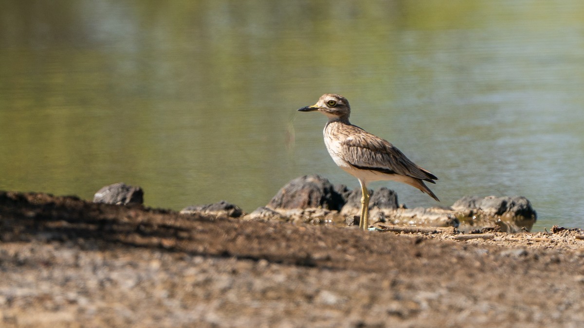 Senegal Thick-knee - ML646232426