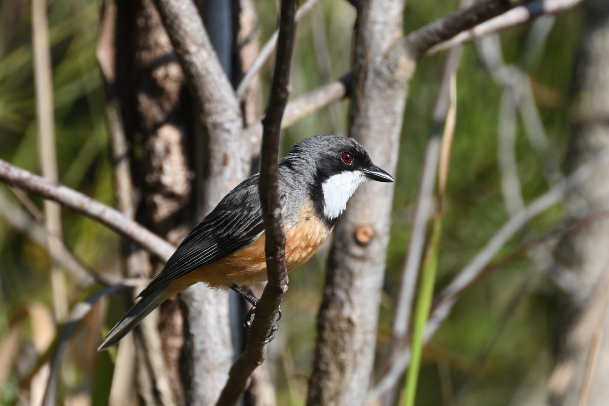 Rufous Whistler - ML646232427