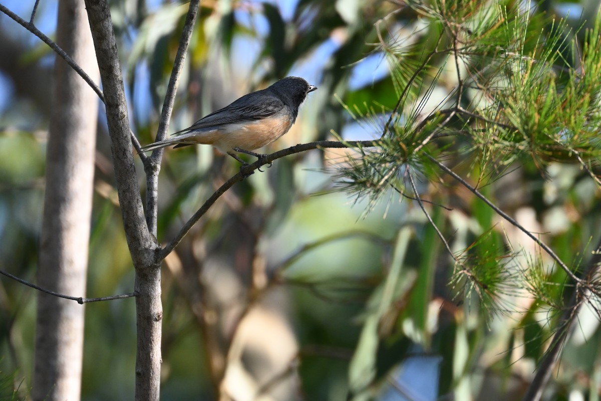 Rufous Whistler - ML646232428