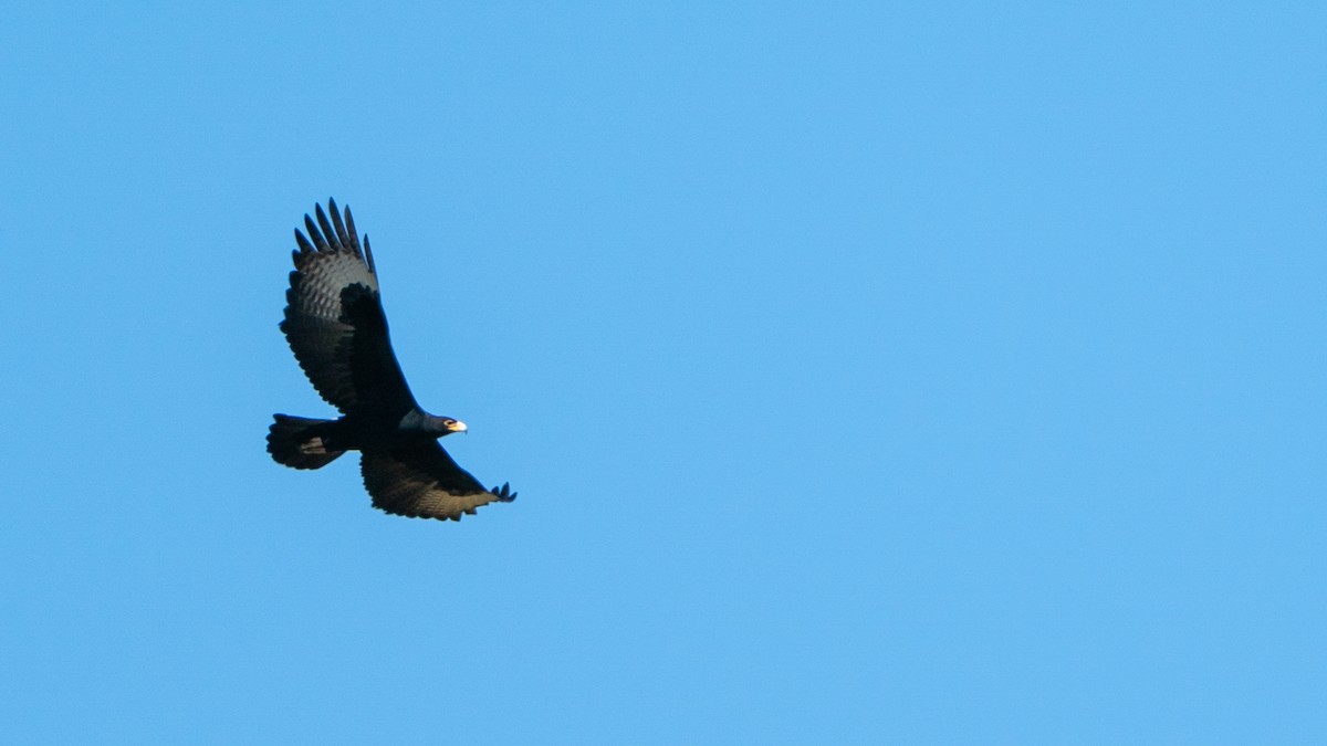 Verreaux's Eagle - ML646232429
