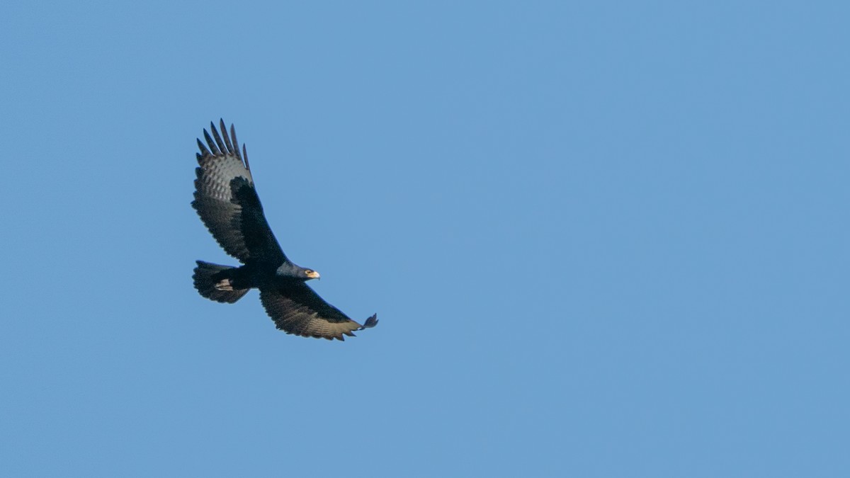 Verreaux's Eagle - ML646232430