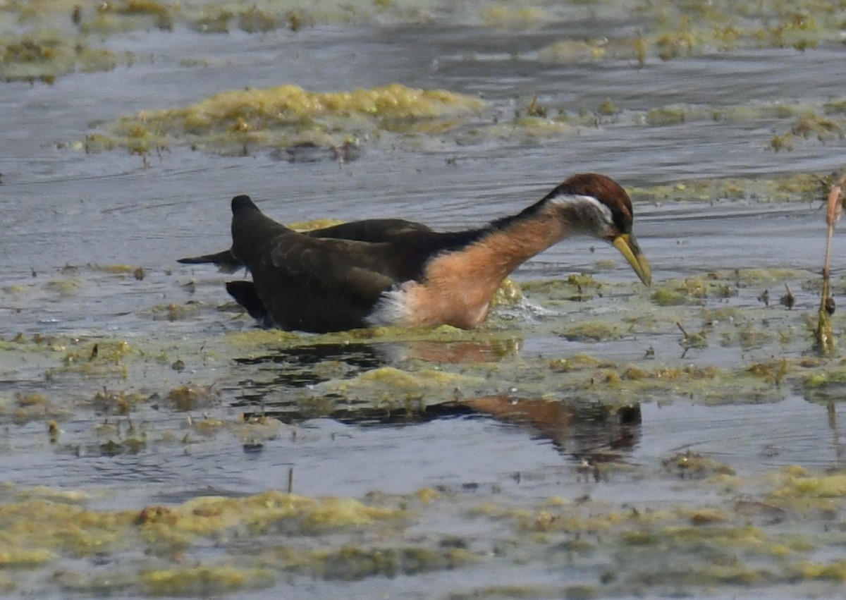 Pheasant-tailed Jacana - ML646232431