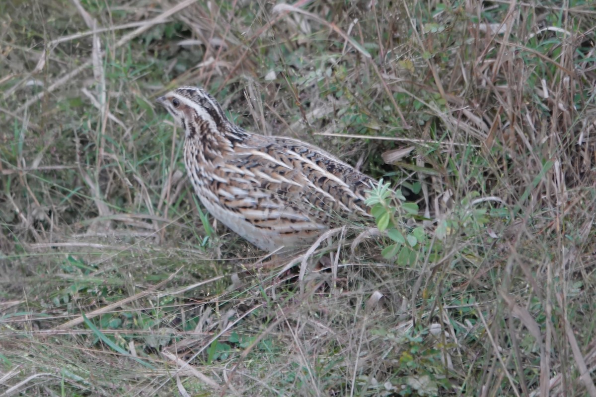 Bıldırcın - ML646232432