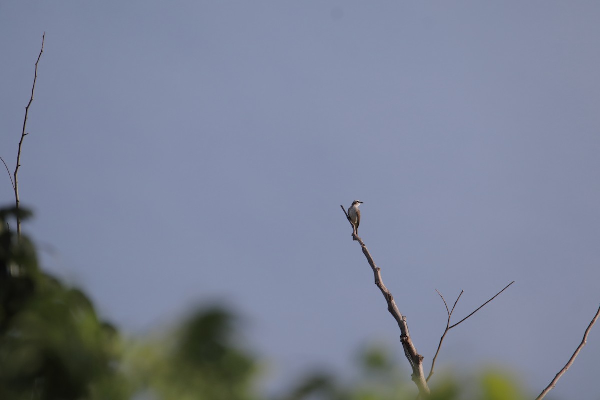 Yellow-vented Bulbul - ML646232433