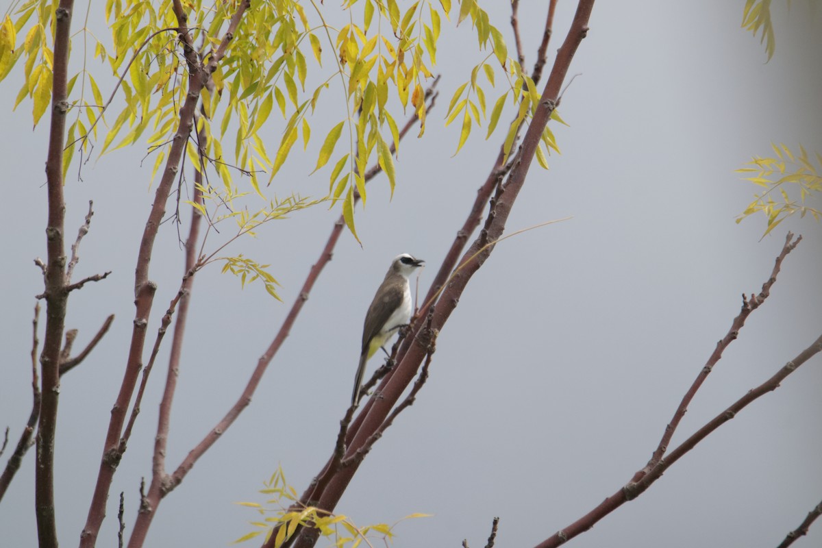 Yellow-vented Bulbul - ML646232434