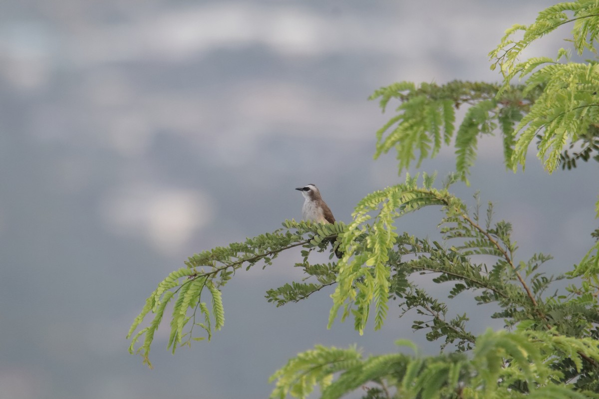 Yellow-vented Bulbul - ML646232435