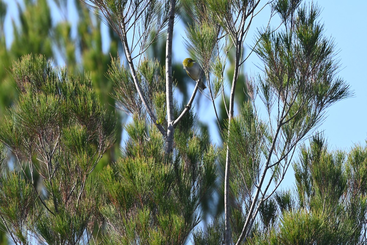 Silvereye - ML646232436