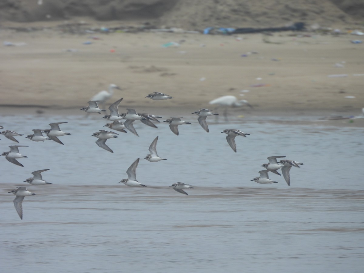 Kentish Plover - ML646232437