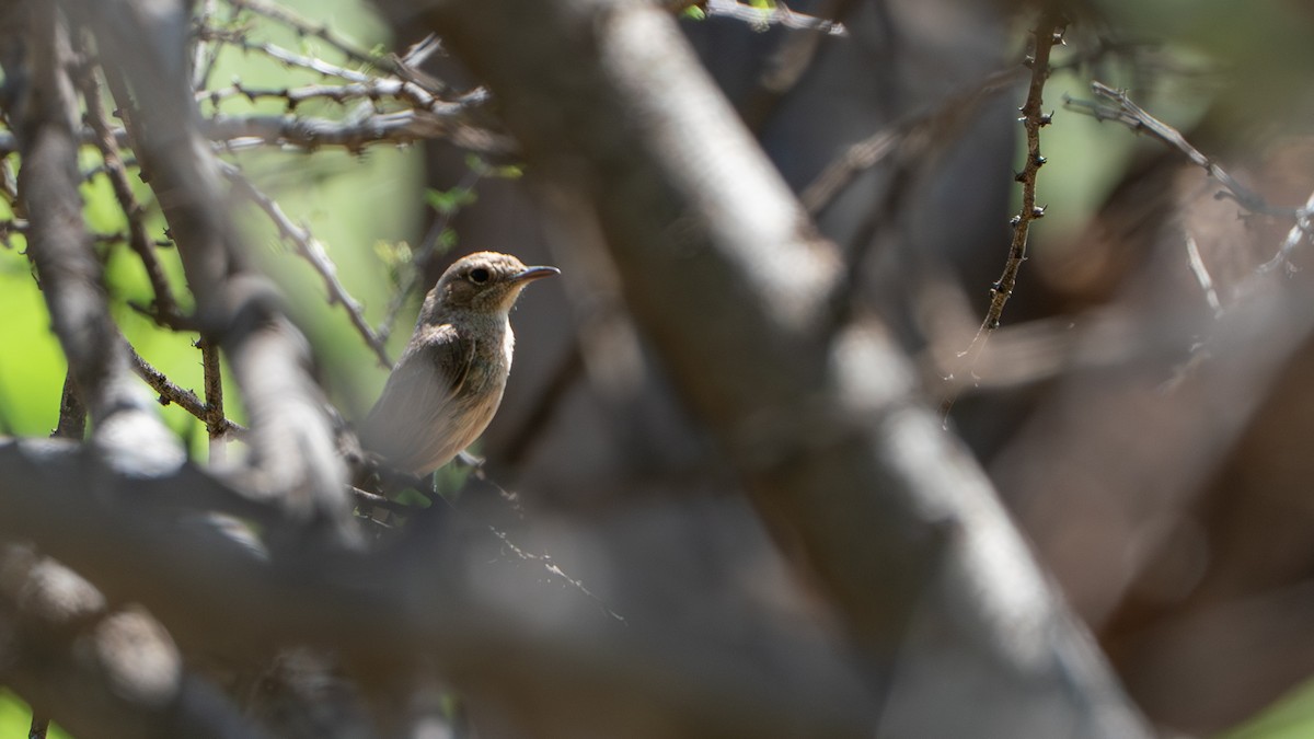 Brown-tailed Chat - ML646232438