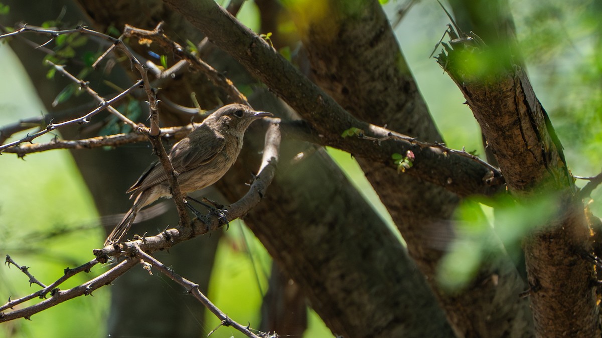 Brown-tailed Chat - ML646232439