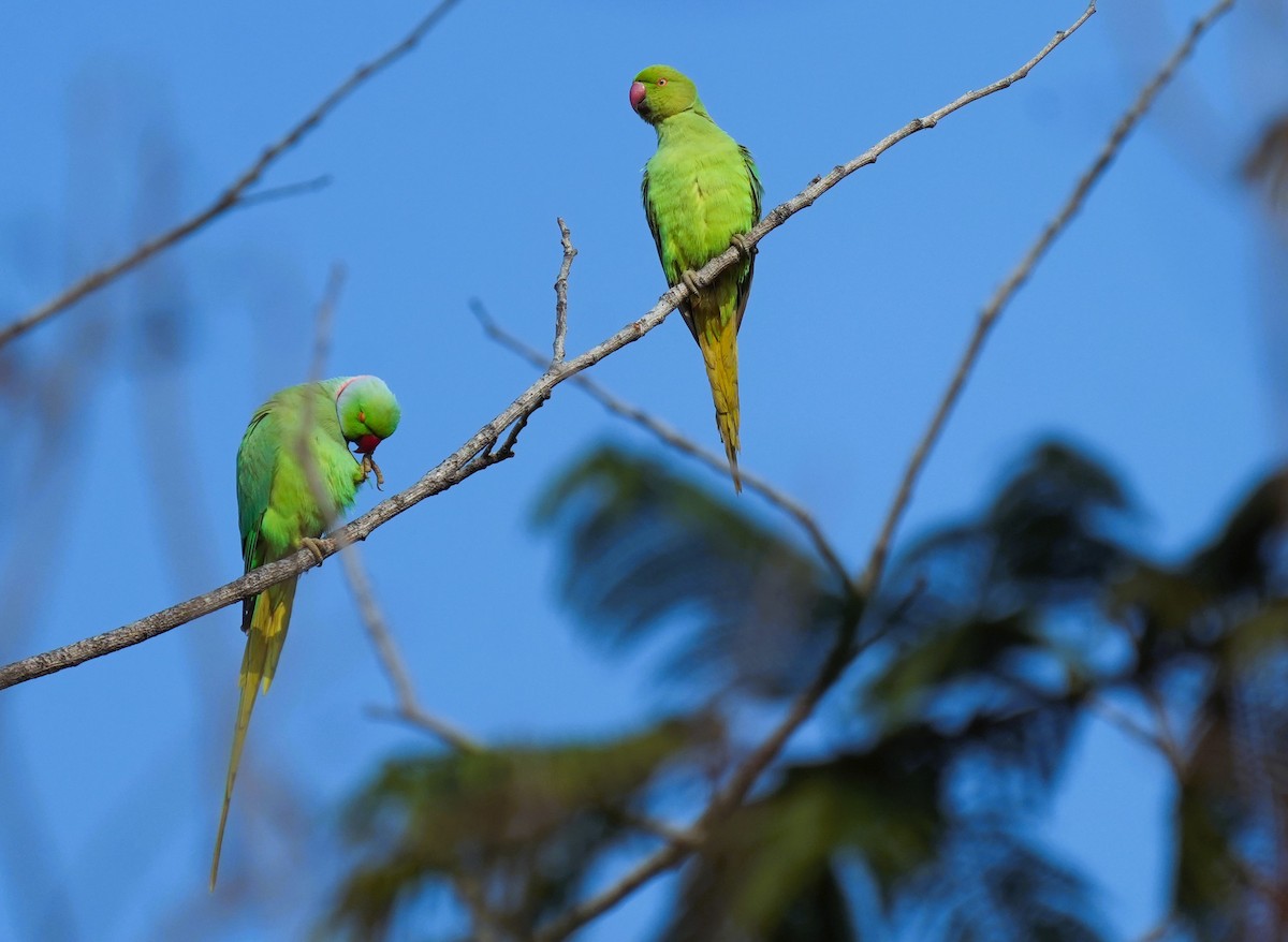 Rose-ringed Parakeet - ML646232440
