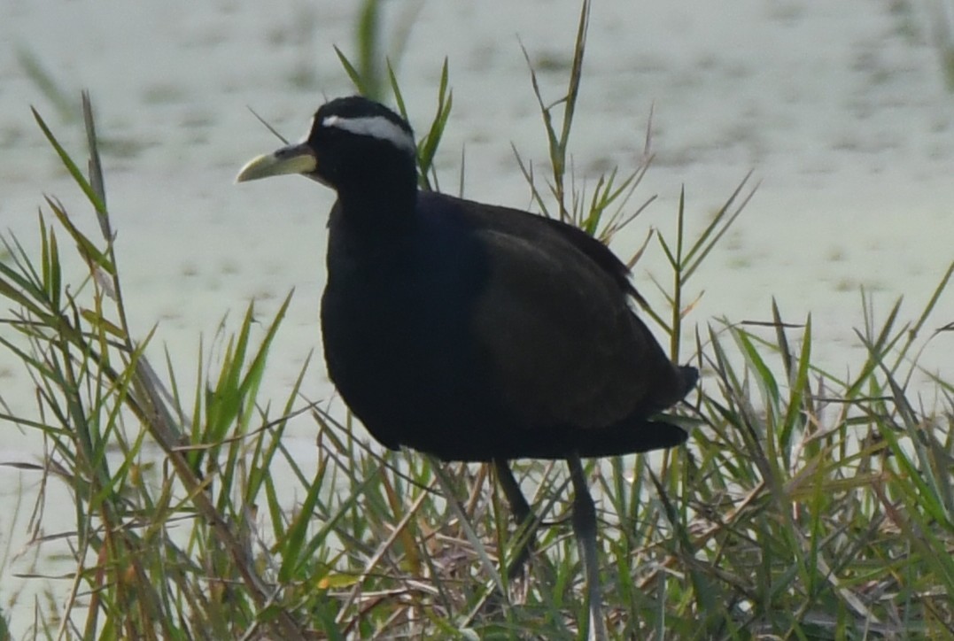 Bronze-winged Jacana - ML646232441