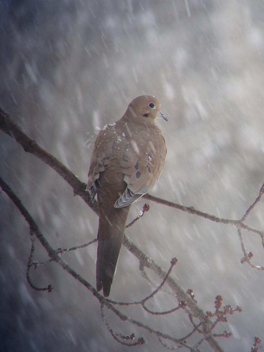 Mourning Dove - ML646232442