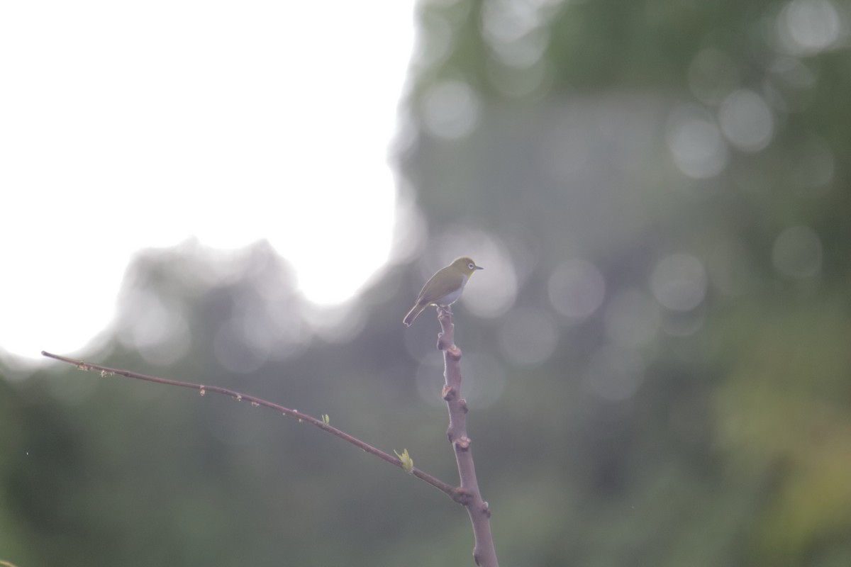 Everett's White-eye - ML646232443