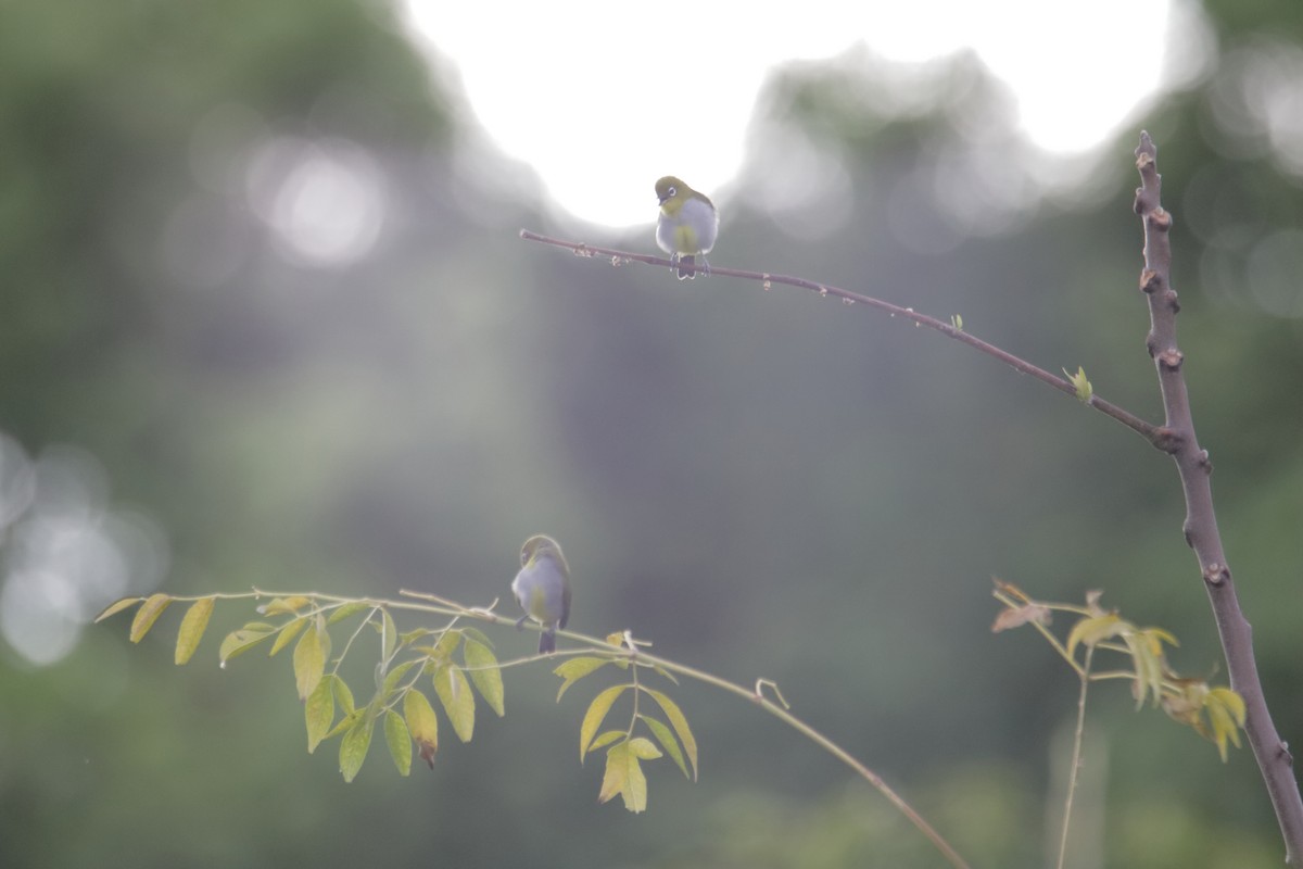 Everett's White-eye - ML646232444