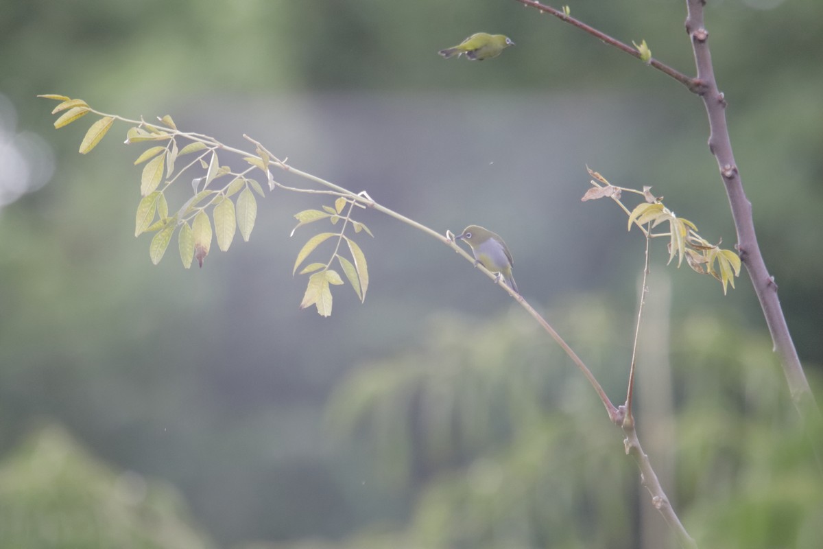 Серогрудая белоглазка - ML646232445