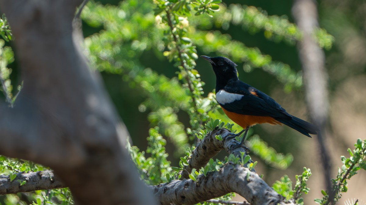 Mocking Cliff-Chat - ML646232446