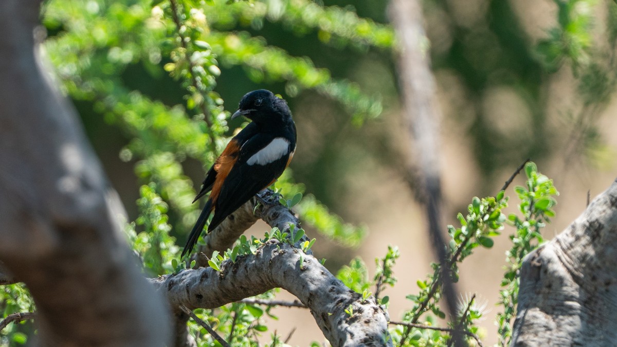 Mocking Cliff-Chat - ML646232447