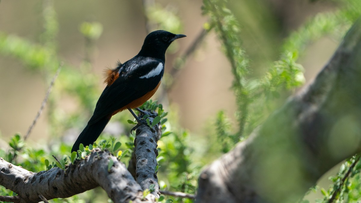 Mocking Cliff-Chat - ML646232448