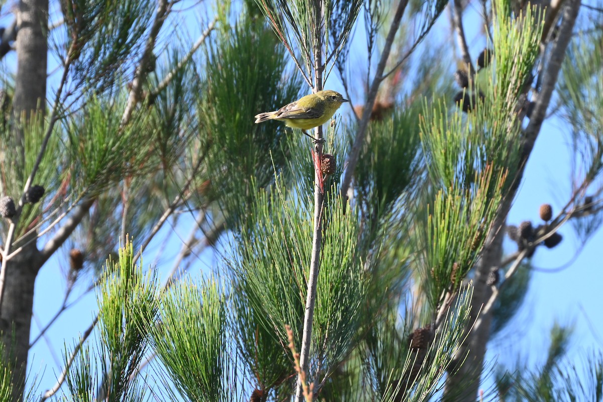 Yellow Thornbill - ML646232449